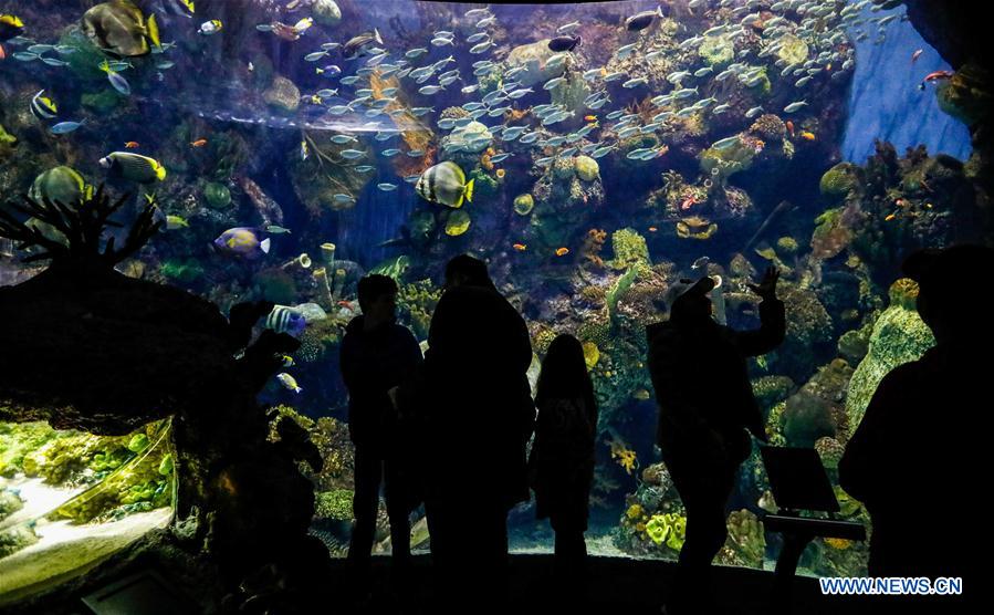EEUU-CHICAGO-ACUARIO SHEDD