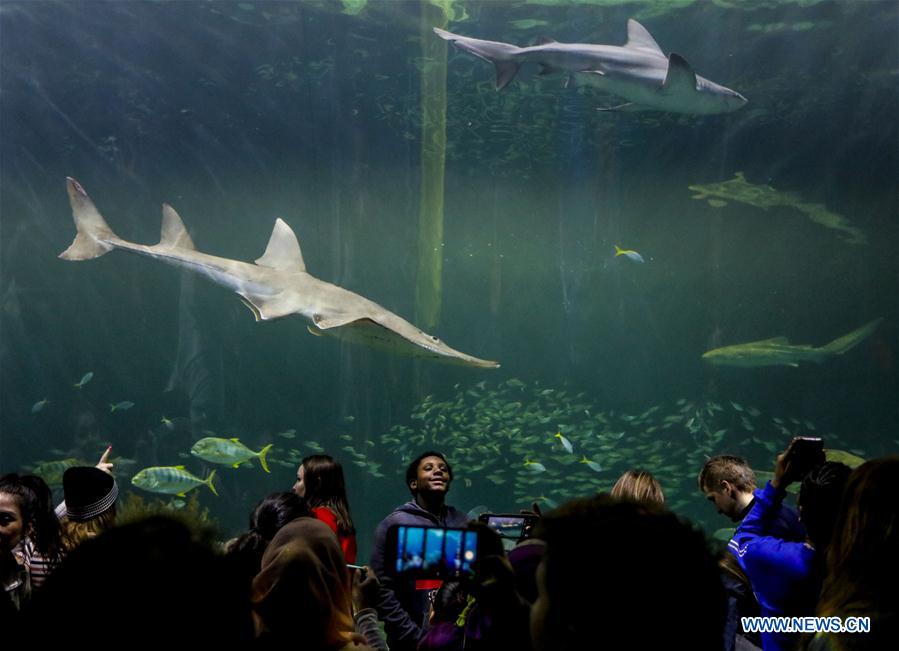 EEUU-CHICAGO-ACUARIO SHEDD