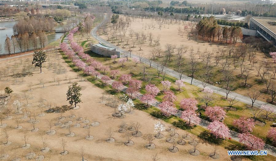 CHINA-SHANGHAI-FLORES DE CEREZO