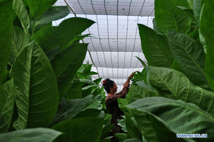 CUBA-ARTEMISA-PLANTACIONES-FESTIVAL-HABANO