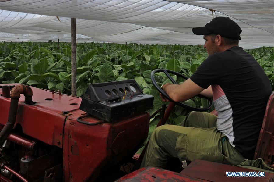 CUBA-ARTEMISA-PLANTACIONES-FESTIVAL-HABANO