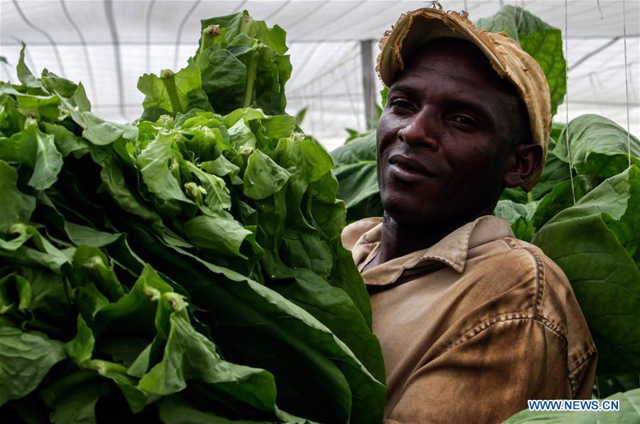CUBA-ARTEMISA-PLANTACIONES-FESTIVAL-HABANO