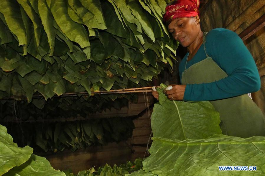 CUBA-ARTEMISA-PLANTACIONES-FESTIVAL-HABANO