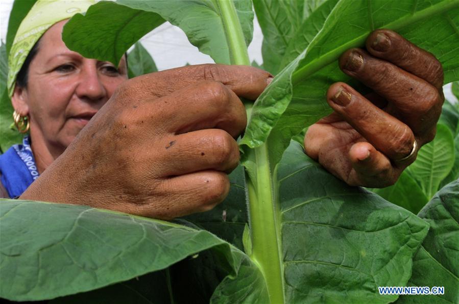 CUBA-ARTEMISA-PLANTACIONES-FESTIVAL-HABANO