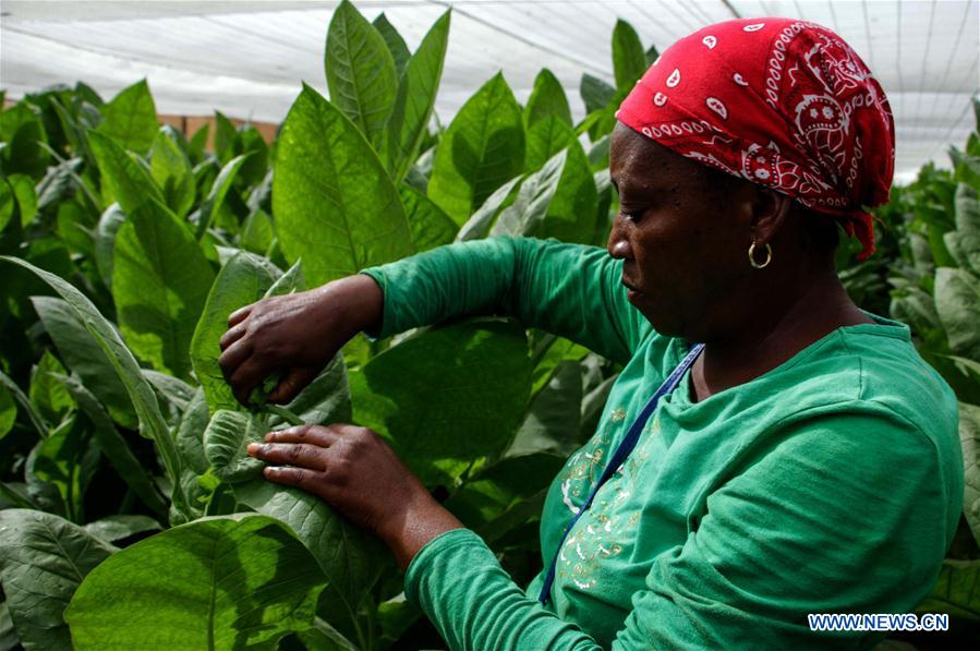 CUBA-ARTEMISA-PLANTACIONES-FESTIVAL-HABANO