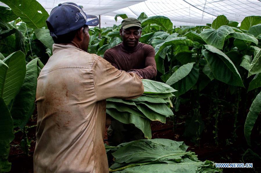 CUBA-ARTEMISA-PLANTACIONES-FESTIVAL-HABANO