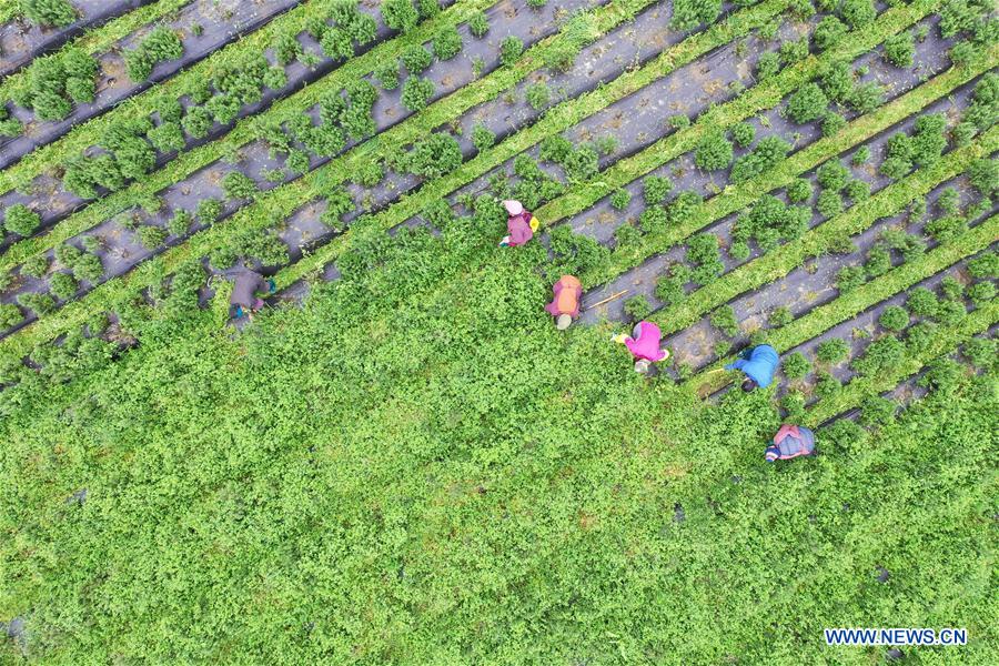 CHINA-PRIMAVERA-AGRICULTURA