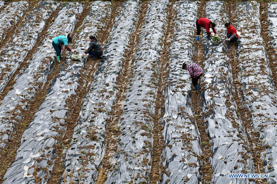 CHINA-GUIZHOU-PRIMAVERA-AGRICULTURA