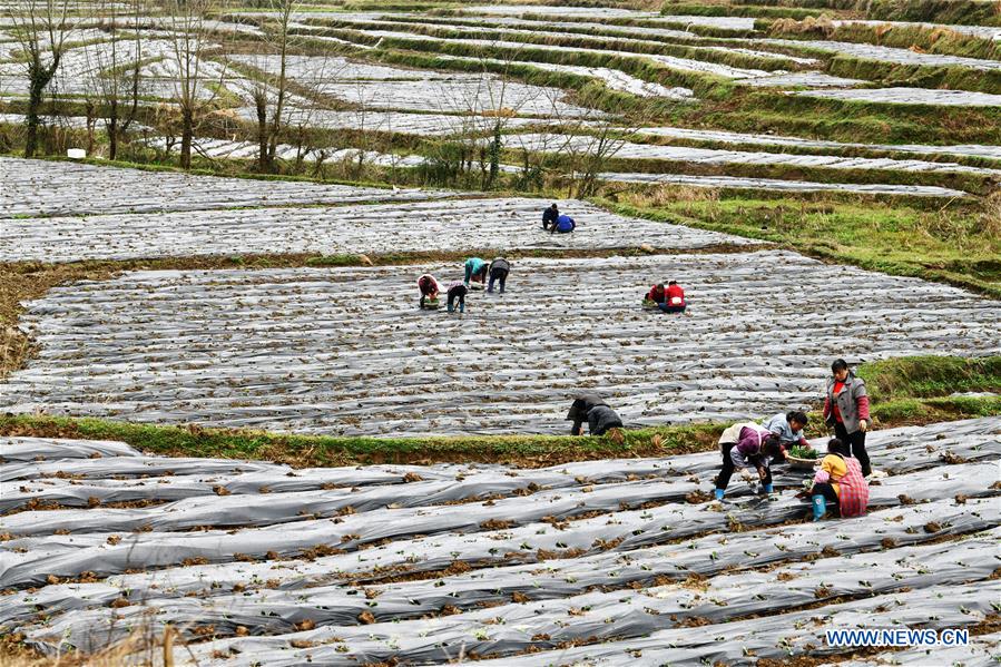 CHINA-GUIZHOU-PRIMAVERA-AGRICULTURA