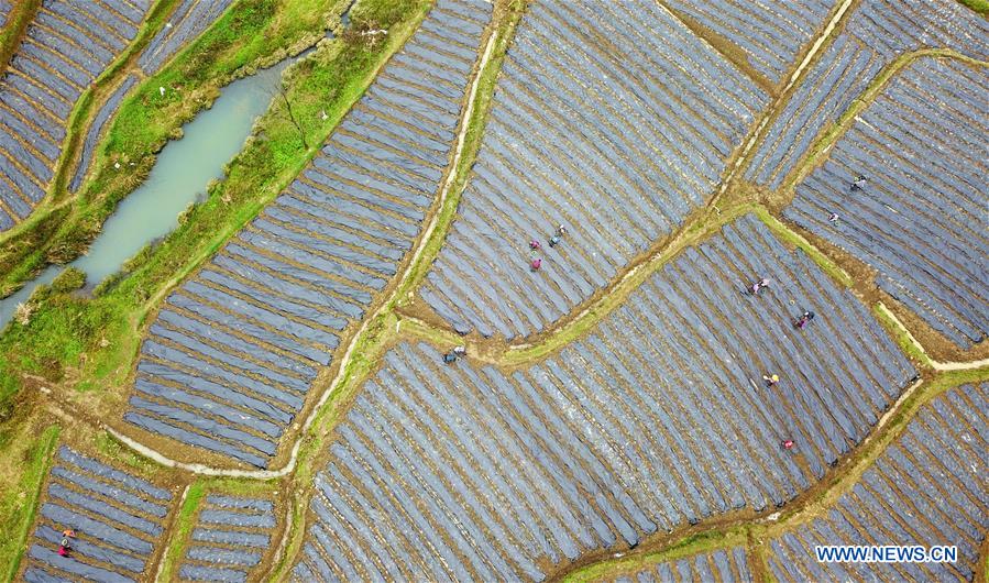 CHINA-GUIZHOU-PRIMAVERA-AGRICULTURA
