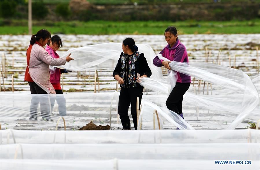 CHINA-GUIZHOU-PRIMAVERA-AGRICULTURA