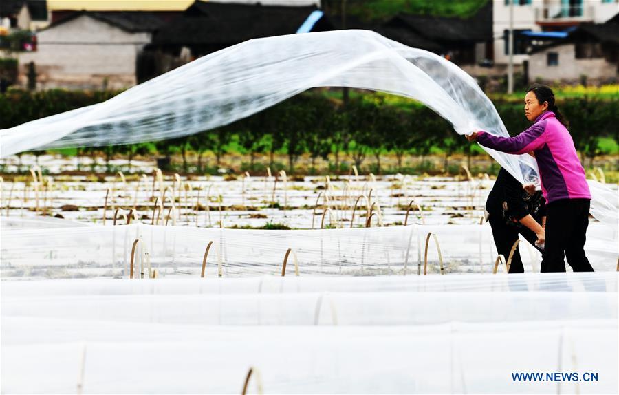 CHINA-GUIZHOU-PRIMAVERA-AGRICULTURA
