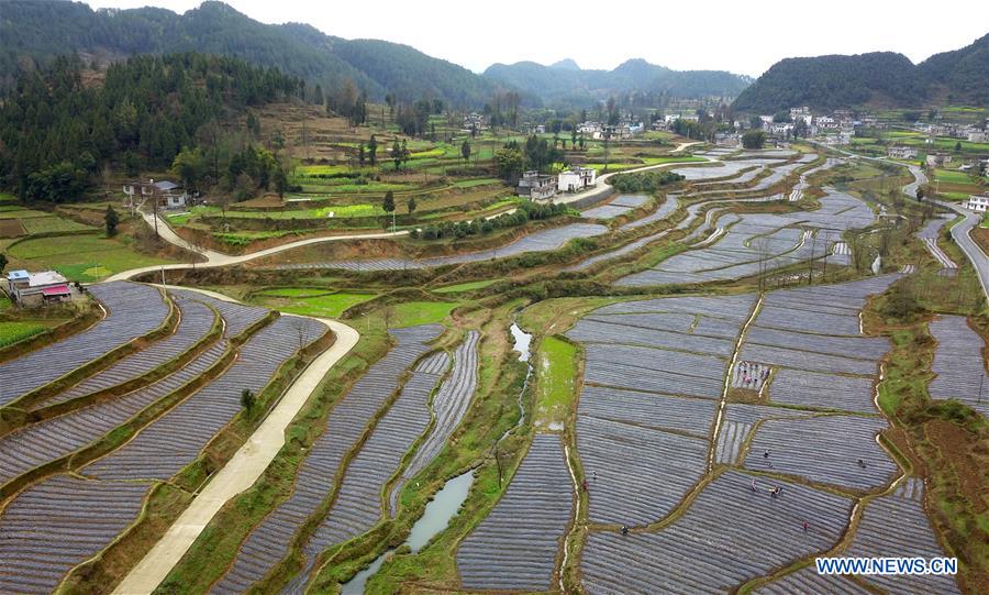 CHINA-GUIZHOU-PRIMAVERA-AGRICULTURA