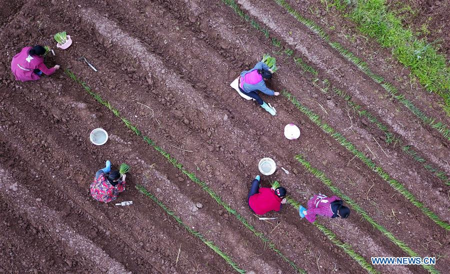 CHINA-GUIZHOU-PRIMAVERA-AGRICULTURA
