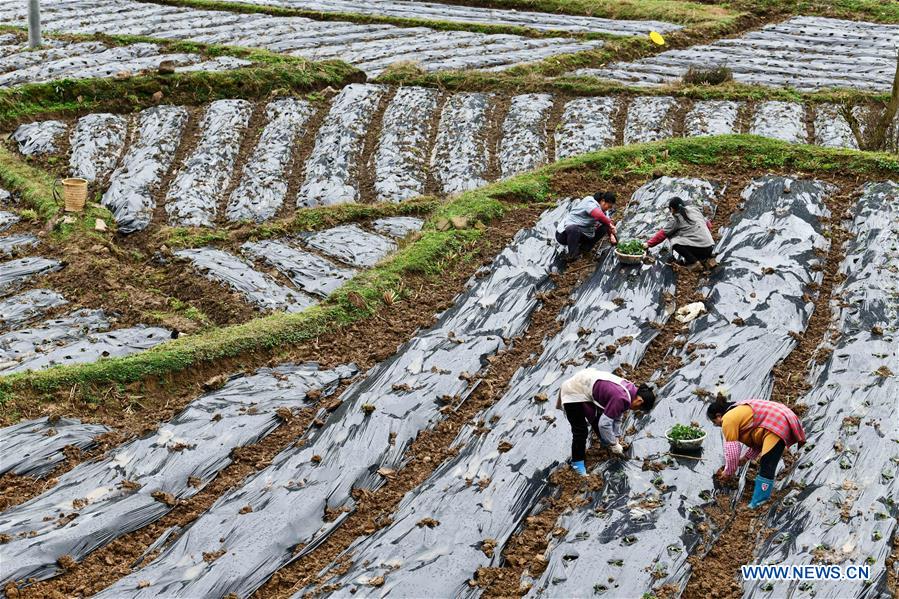 CHINA-GUIZHOU-PRIMAVERA-AGRICULTURA