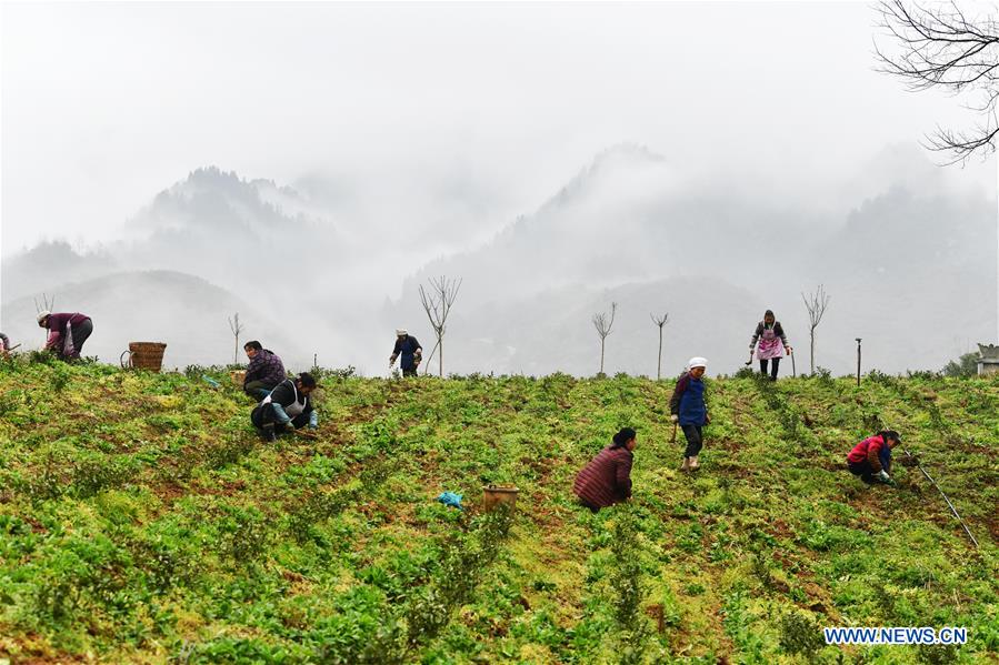 CHINA-GUIZHOU-PRIMAVERA-AGRICULTURA