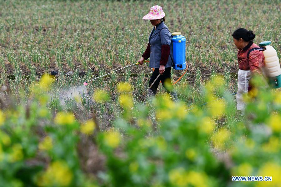 CHINA-GUIZHOU-PRIMAVERA-AGRICULTURA