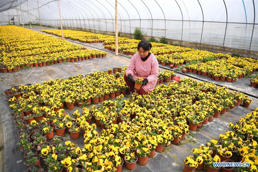CHINA-ANHUI-AGRICULTURA-CULTIVO DE FLORES