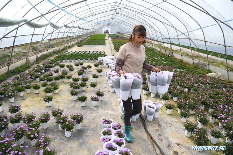 CHINA-ANHUI-AGRICULTURA-CULTIVO DE FLORES