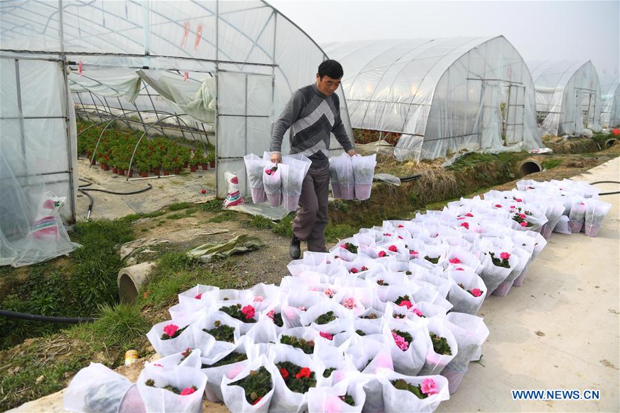 CHINA-ANHUI-AGRICULTURA-CULTIVO DE FLORES