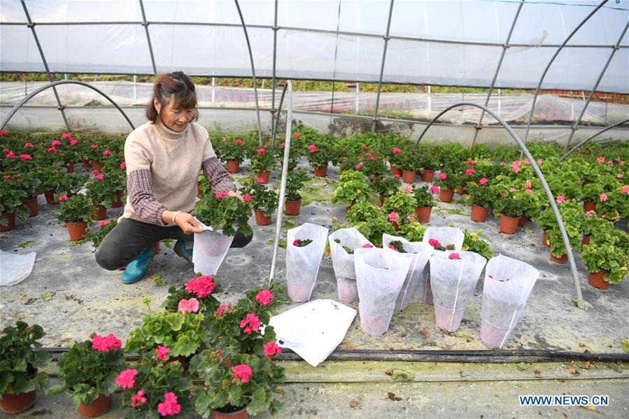 CHINA-ANHUI-AGRICULTURA-CULTIVO DE FLORES