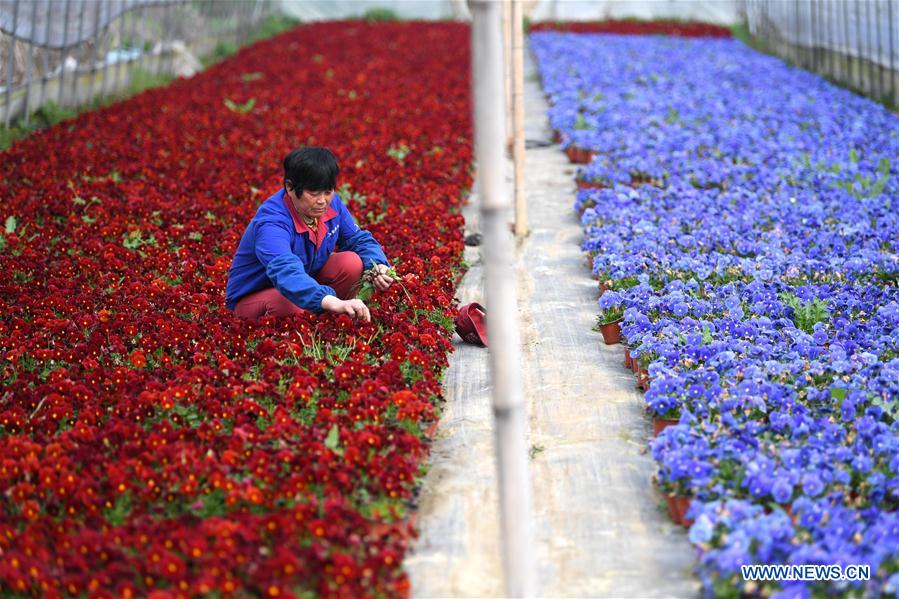 CHINA-ANHUI-AGRICULTURA-CULTIVO DE FLORES