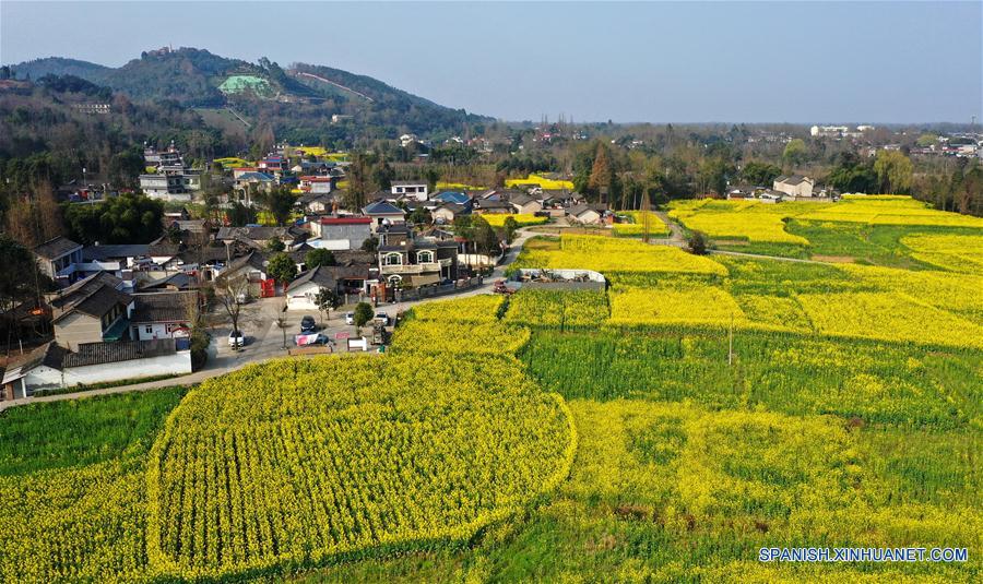 CHINA-SICHUAN-CAMPO DE FLORES DE COLE