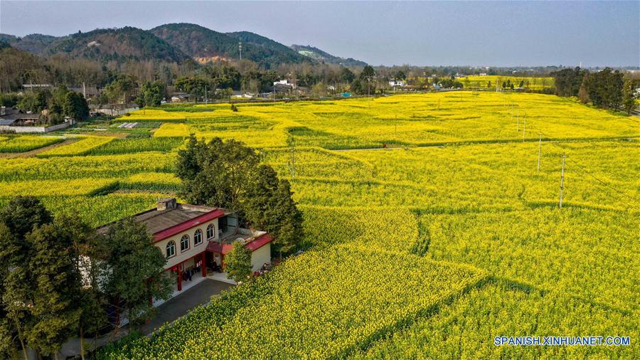 CHINA-SICHUAN-CAMPO DE FLORES DE COLE