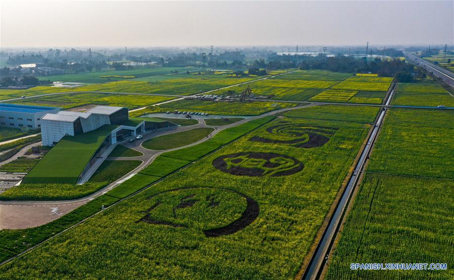 CHINA-SICHUAN-CAMPO DE FLORES DE COLE