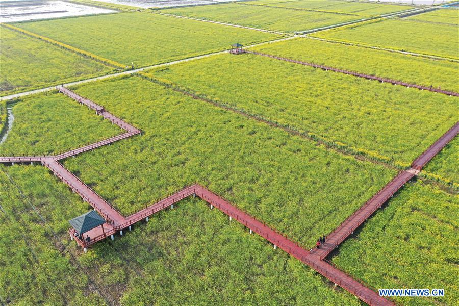 CHINA-JIANGXI-CAMPOS DE FLORES DE COL