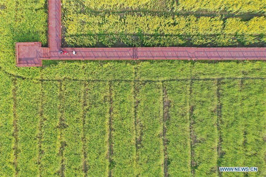 CHINA-JIANGXI-CAMPOS DE FLORES DE COL