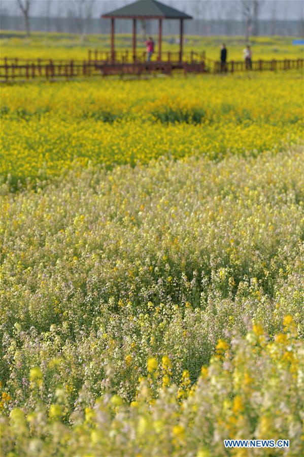 CHINA-JIANGXI-CAMPOS DE FLORES DE COL