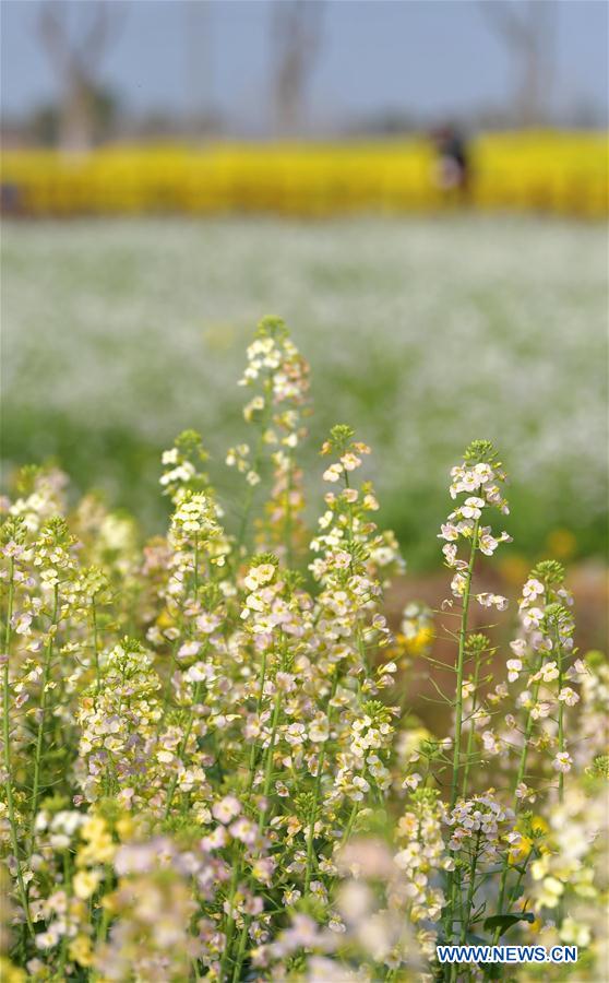 CHINA-JIANGXI-CAMPOS DE FLORES DE COL