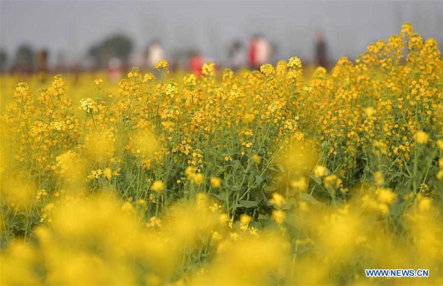 CHINA-JIANGXI-CAMPOS DE FLORES DE COL