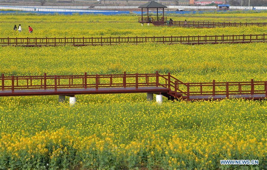 CHINA-JIANGXI-CAMPOS DE FLORES DE COL