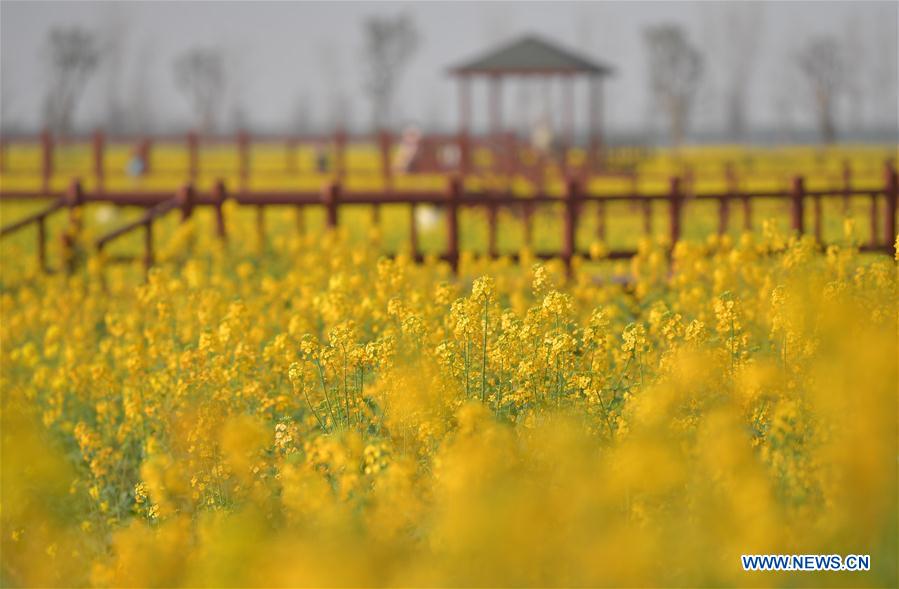 CHINA-JIANGXI-CAMPOS DE FLORES DE COL