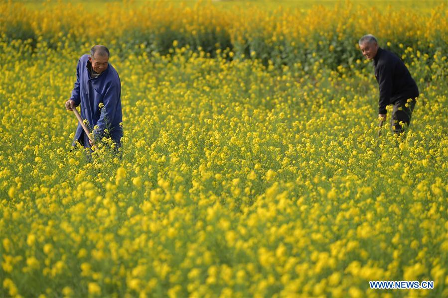 CHINA-JIANGXI-CAMPOS DE FLORES DE COL