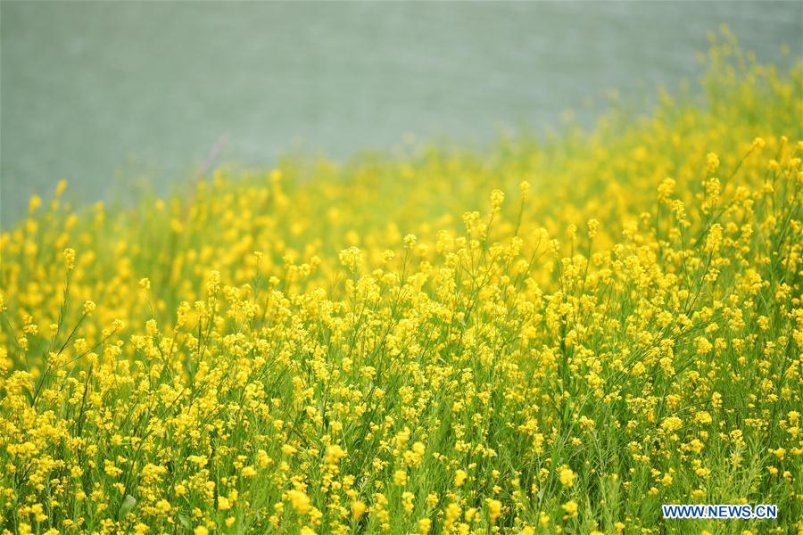 CHINA-GANSU-CAMPOS DE FLORES DE COL
