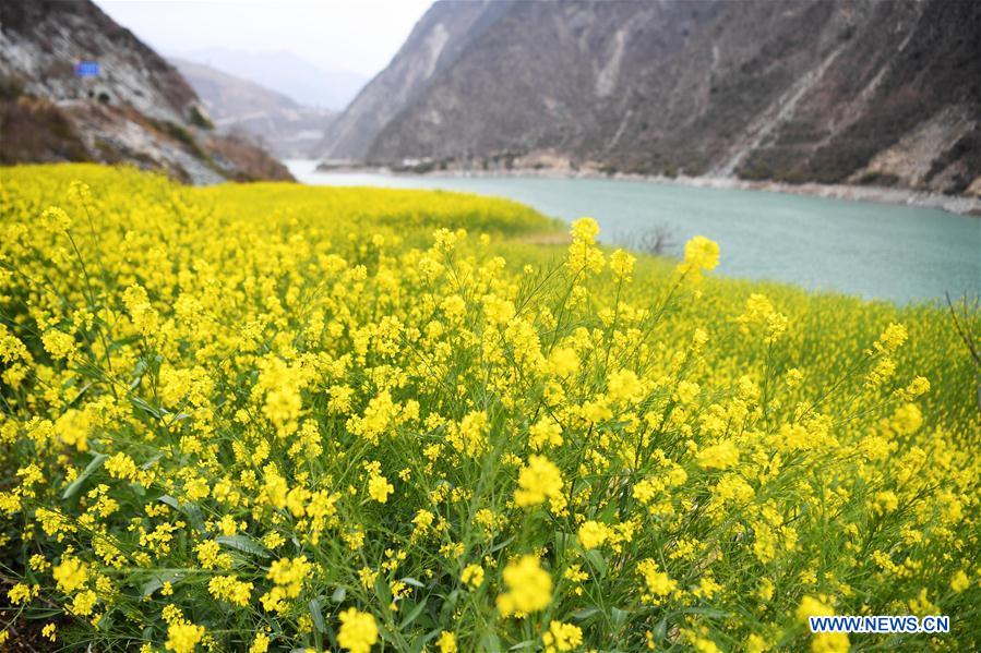 CHINA-GANSU-CAMPOS DE FLORES DE COL