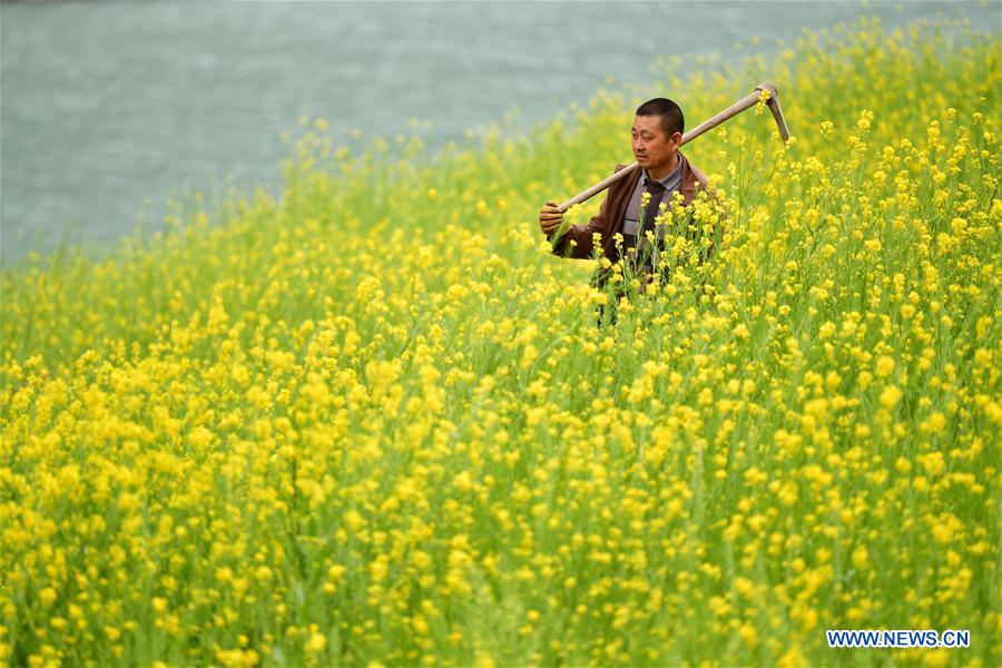 CHINA-GANSU-CAMPOS DE FLORES DE COL