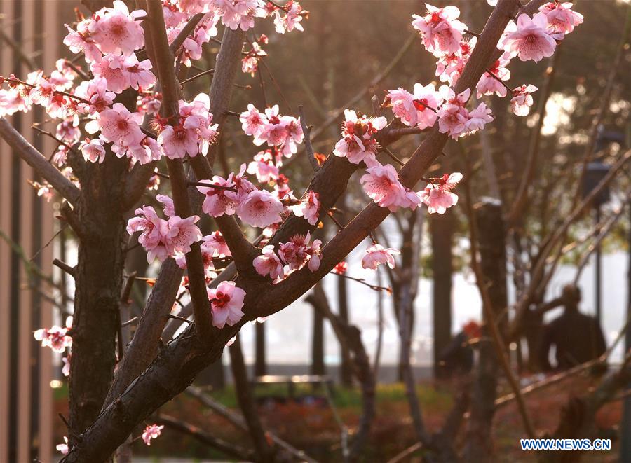 CHINA-SHANGHAI-PRIMAVERA