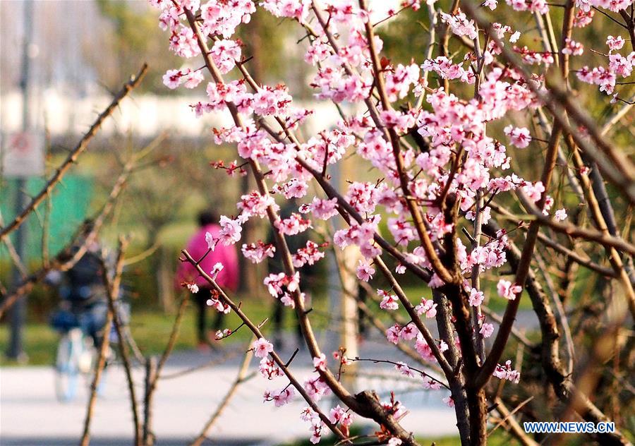 CHINA-SHANGHAI-PRIMAVERA