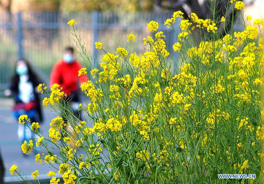 CHINA-SHANGHAI-PRIMAVERA