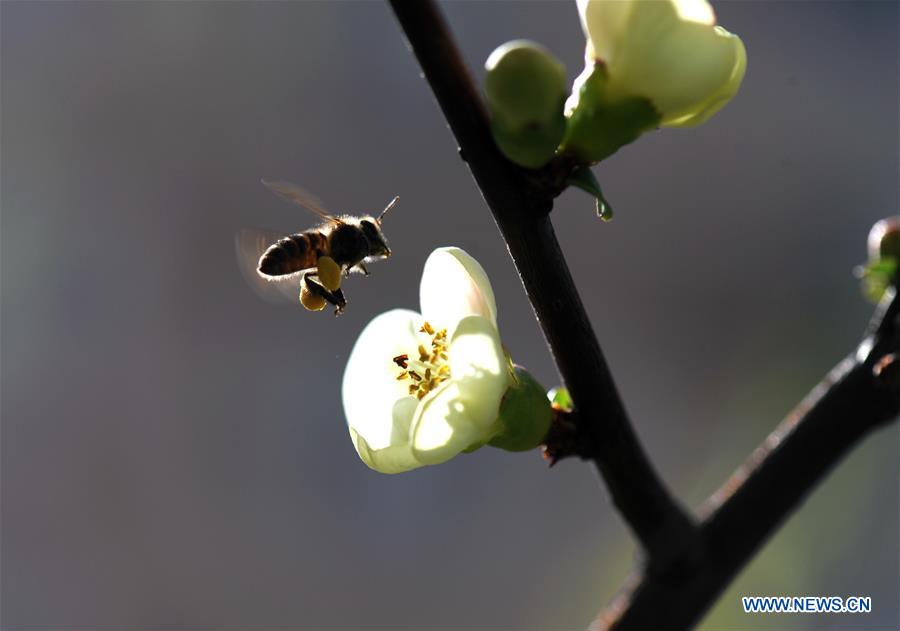 CHINA-SHANGHAI-PRIMAVERA