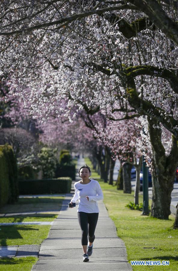CANADA-VANCOUVER-CEREZOS