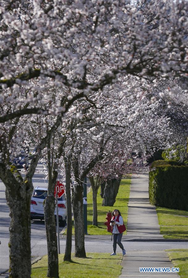 CANADA-VANCOUVER-CEREZOS