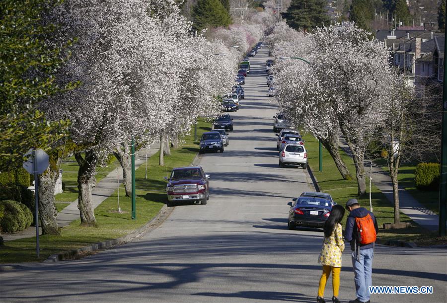 CANADA-VANCOUVER-CEREZOS