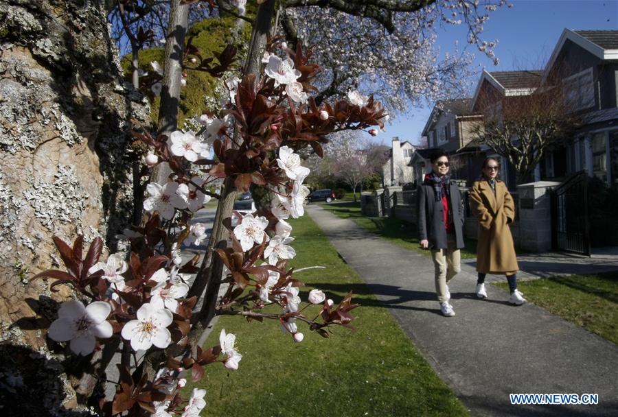 CANADA-VANCOUVER-CEREZOS