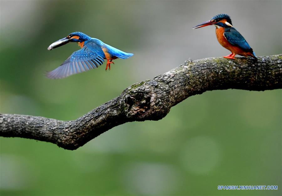 CHINA-FUJIAN-PRIMAVERA-MARTINES PESCADORES