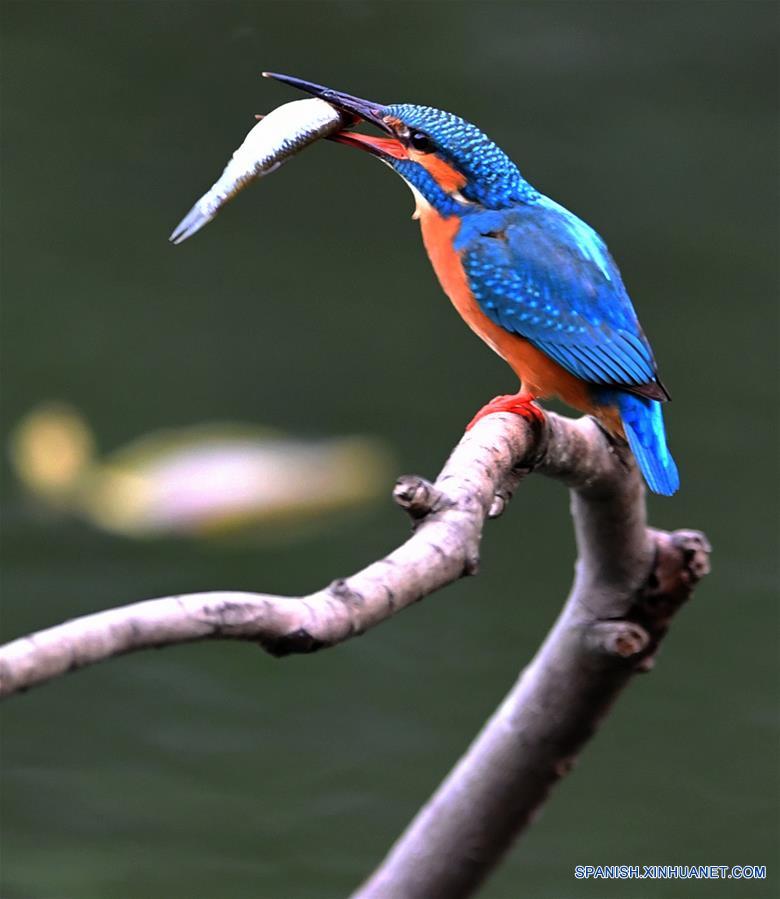 CHINA-FUJIAN-PRIMAVERA-MARTINES PESCADORES